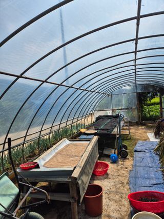 곰새끼님의 배추 · 영농일지 작성글 사진