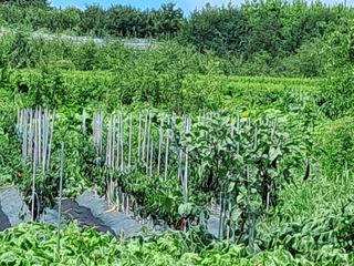 하중규(고추 재배)님의 고추 · 영농일지 작성글 사진