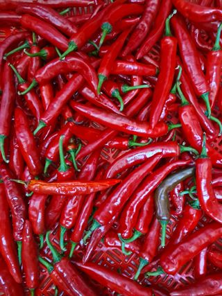 하중규(고추 재배)님의 고추 · 영농일지 작성글 사진