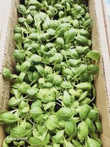 팜모닝 배추·영농일지 게시글 이미지