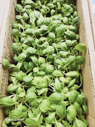 수북산농원님의 배추 · 영농일지 작성글 사진