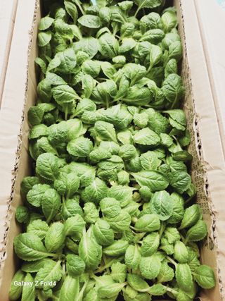 수북산농원님의 배추 · 영농일지 작성글 사진