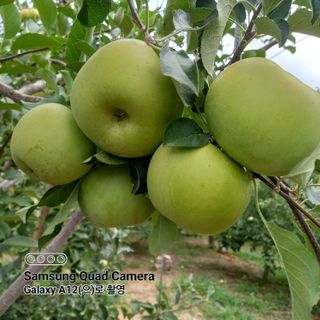 최동구님의 사과 · 비료•농약 작성글 사진