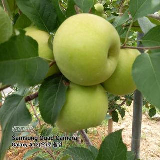 최동구님의 사과 · 비료•농약 작성글 사진