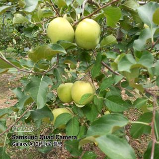 최동구님의 사과 · 비료•농약 작성글 사진