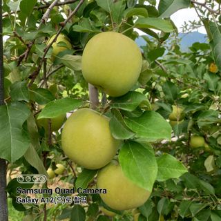 최동구님의 사과 · 비료•농약 작성글 사진