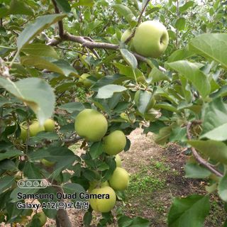 최동구님의 사과 · 비료•농약 작성글 사진