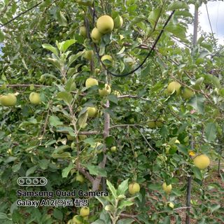 최동구님의 사과 · 비료•농약 작성글 사진