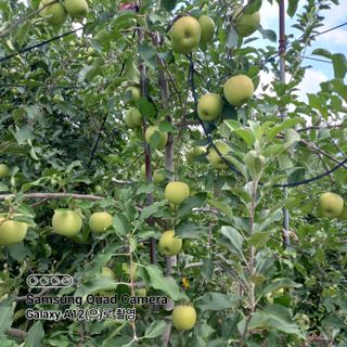 최동구님의 사과 · 비료•농약 작성글 사진