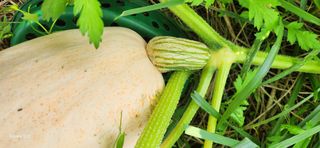 접시꽃님의 자유주제 · 자유게시판 작성글 사진