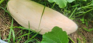 접시꽃님의 자유주제 · 자유게시판 작성글 사진