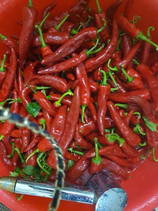 실로암농원님의 자유주제 · 자유게시판 작성글 사진