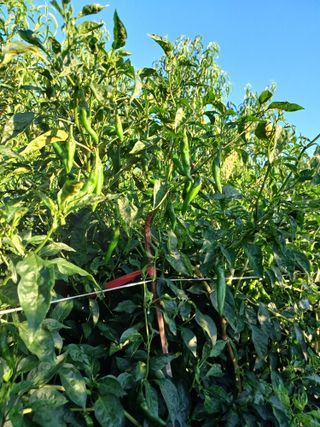 이창우님의 자유주제 · 자유게시판 작성글 사진