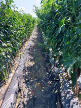 팜모닝 자유주제·자유게시판 게시글 이미지