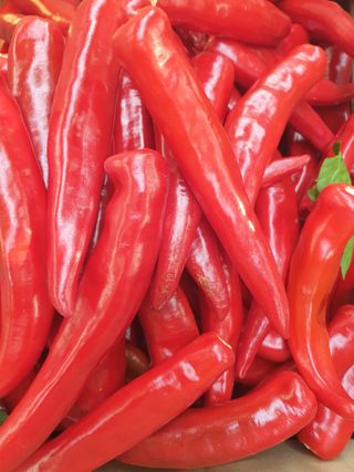 꿀여사농원님의 나의 농사 애장품을 자랑해요 · 참여글 작성글 사진