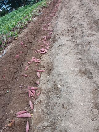 전국하님의 자유주제 · 자유게시판 작성글 사진