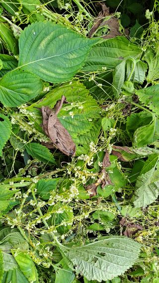 고추랑넝쿨강낭콩님의 자유주제 · 자유게시판 작성글 사진