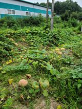 옥산월배님의 팜모닝·출석 작성글 사진