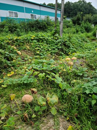 옥산월배님의 팜모닝 · 출석 작성글 사진