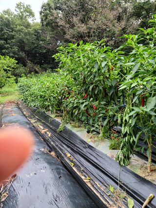 옥산월배님의 팜모닝 · 출석 작성글 사진