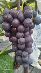 팜모닝 자유주제·자유게시판 게시글 이미지