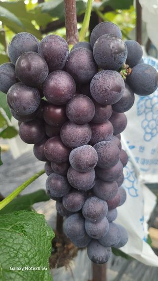 대부도잘푸리님의 자유주제 · 자유게시판 작성글 사진