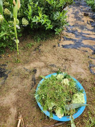 고영희님의 고추 · 영농일지 작성글 사진