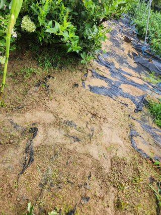 고영희님의 고추 · 영농일지 작성글 사진