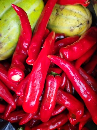 고영희님의 고추 · 영농일지 작성글 사진