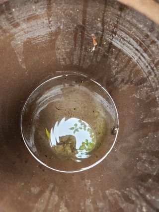 고영희님의 고추 · 영농일지 작성글 사진