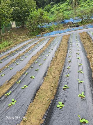 청계닭님의 나의 농사 애장품을 자랑해요 · 참여글 작성글 사진