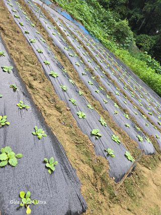 청계닭님의 나의 농사 애장품을 자랑해요 · 참여글 작성글 사진