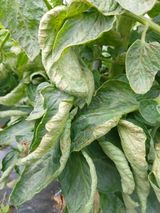 팜모닝 토마토·병해충상담 게시글 이미지