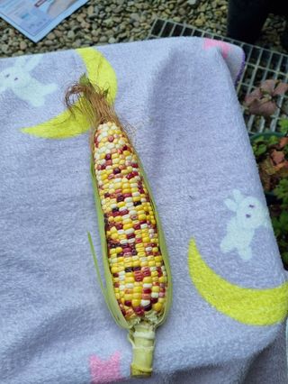 김선자님의 나의 농사 애장품을 자랑해요 · 참여글 작성글 사진