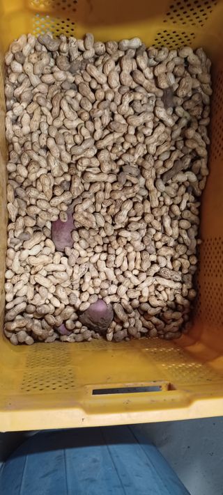 고풍마님님의 자유주제 · 자유게시판 작성글 사진