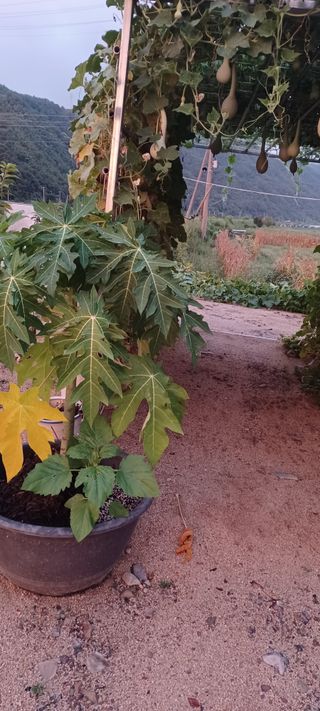 고풍마님님의 자유주제 · 자유게시판 작성글 사진