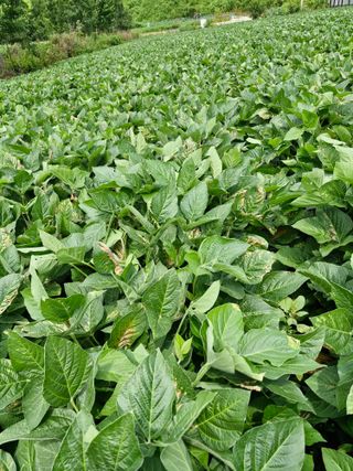 시늘님의 콩 · 병해충상담 작성글 사진