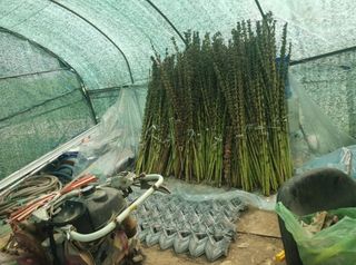 참가죽님의 참깨 · 영농일지 작성글 사진