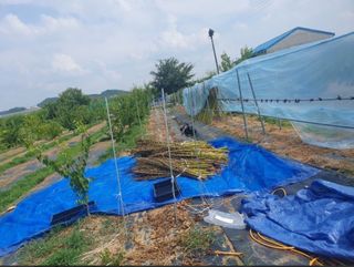 참가죽님의 참깨 · 영농일지 작성글 사진