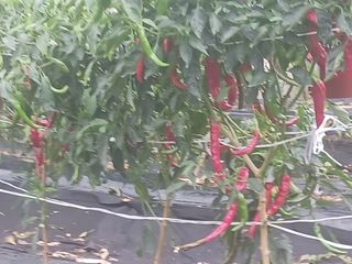 주복자님의 고추 · 영농일지 작성글 사진