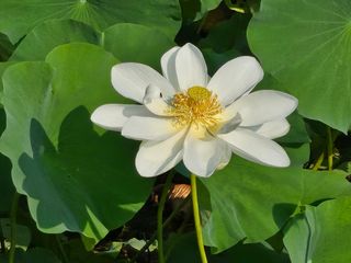 (주)연리지윤태금님의 기타작물 · 영농일지 작성글 사진