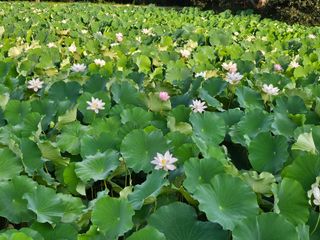 (주)연리지윤태금님의 기타작물 · 영농일지 작성글 사진