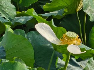 (주)연리지윤태금님의 기타작물 · 영농일지 작성글 사진