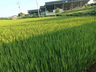 이종원님의 고추 · 영농일지 작성글 사진