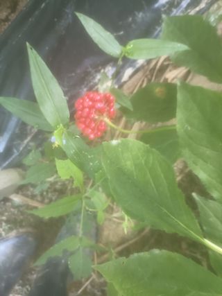 이종원님의 고추 · 영농일지 작성글 사진