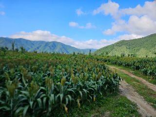 김시헌 님의 기타작물 · 영농일지 작성글 사진