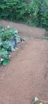 팜모닝 배추·영농일지 게시글 이미지