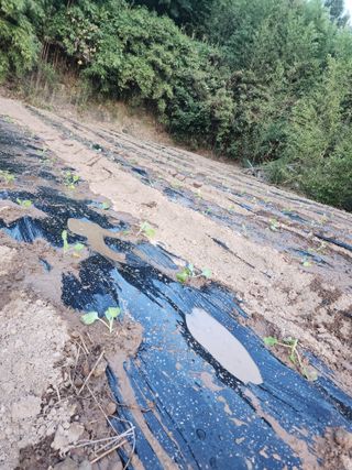 박정석님의 양배추 · 영농일지 작성글 사진