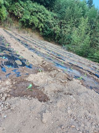 박정석님의 양배추 · 영농일지 작성글 사진