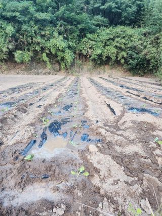 박정석님의 양배추 · 영농일지 작성글 사진